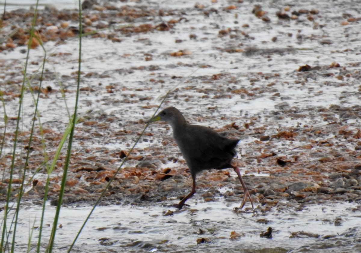 Brown Crake - ML595187581