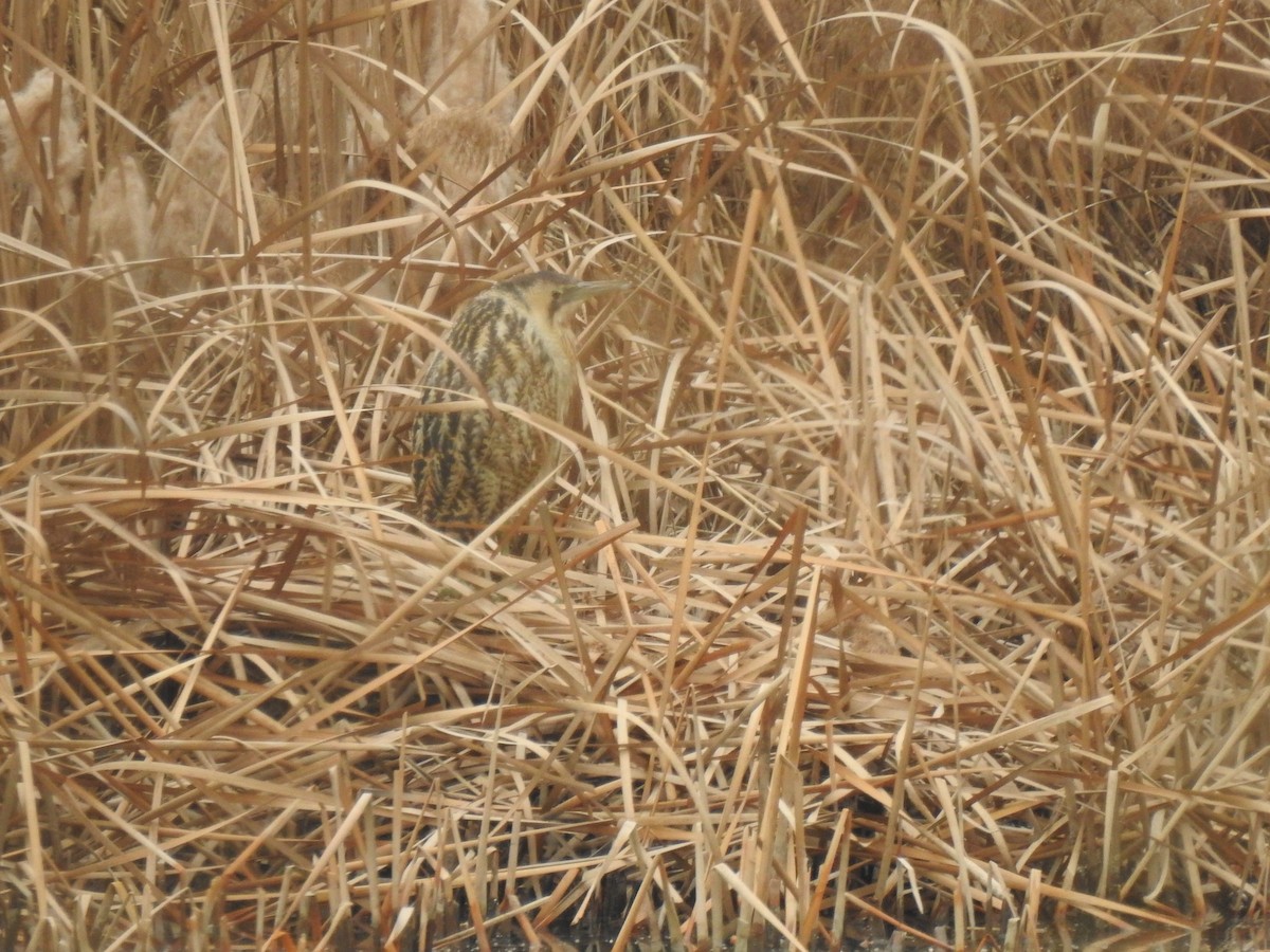 Great Bittern - ML595187741