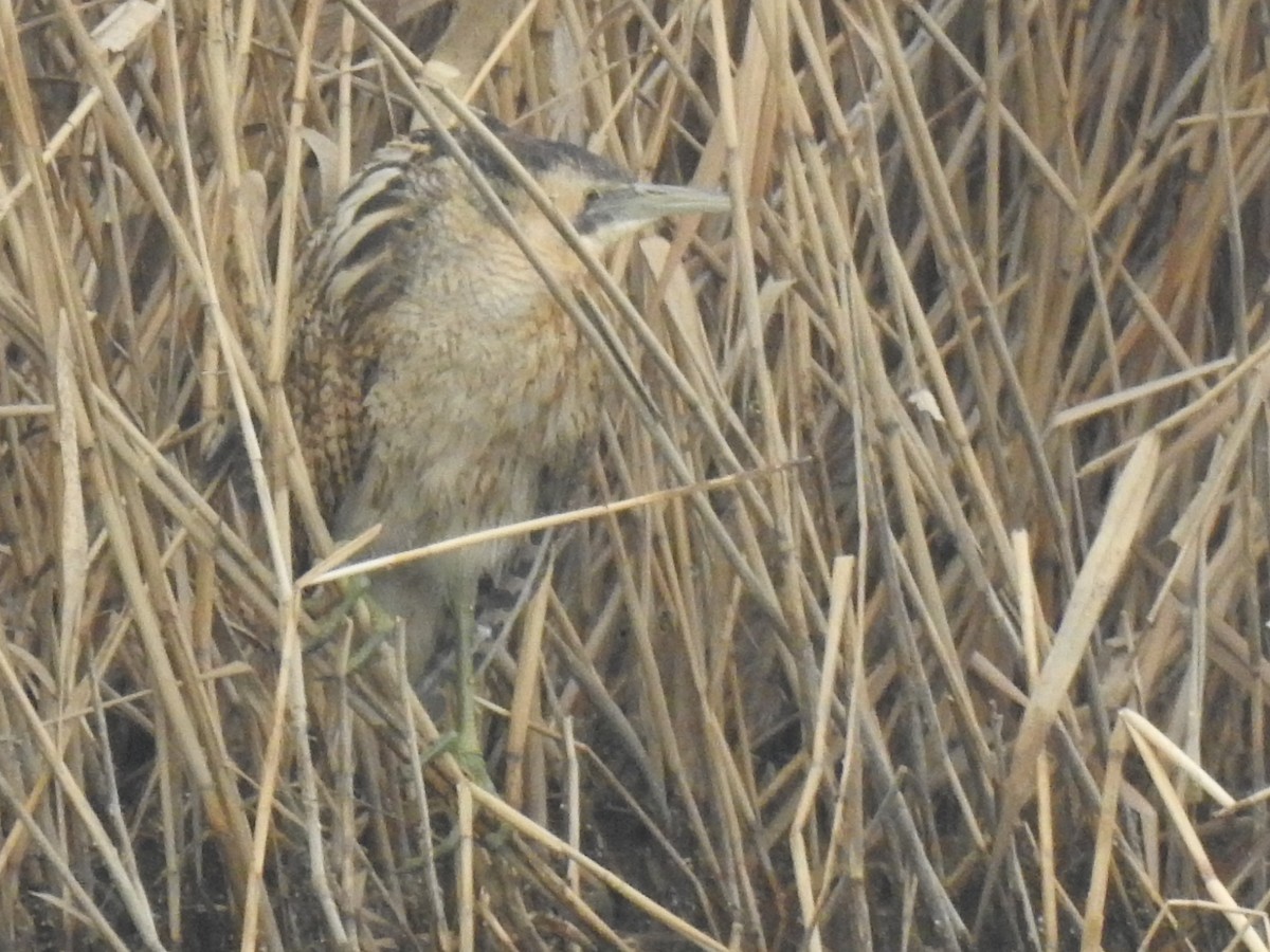 Great Bittern - ML595187761