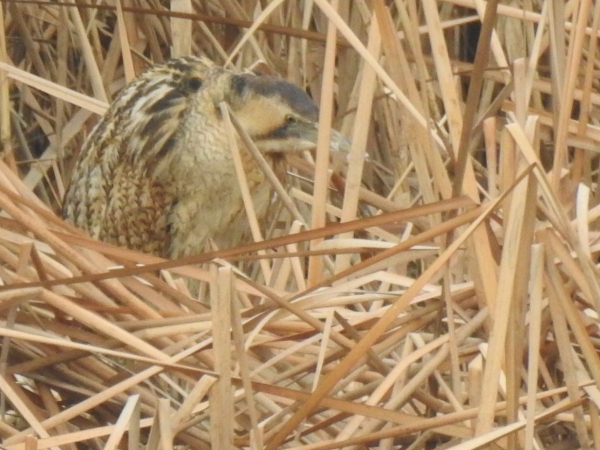 Great Bittern - ML595187791