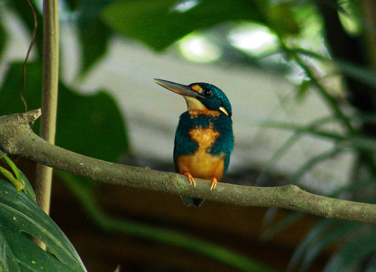 Indigo-banded Kingfisher - ML59518811