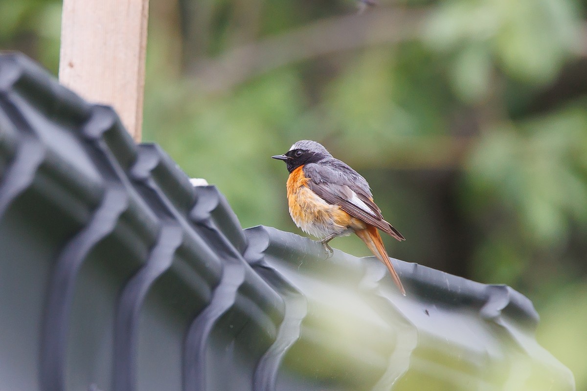 Common Redstart (Ehrenberg's) - ML595189281