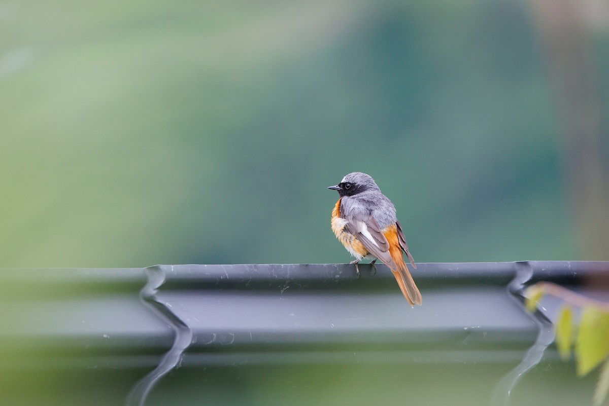 Common Redstart (Ehrenberg's) - ML595189291