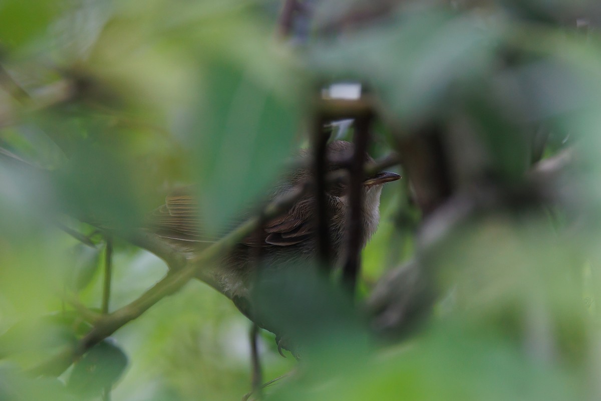 Greater Whitethroat - ML595189341