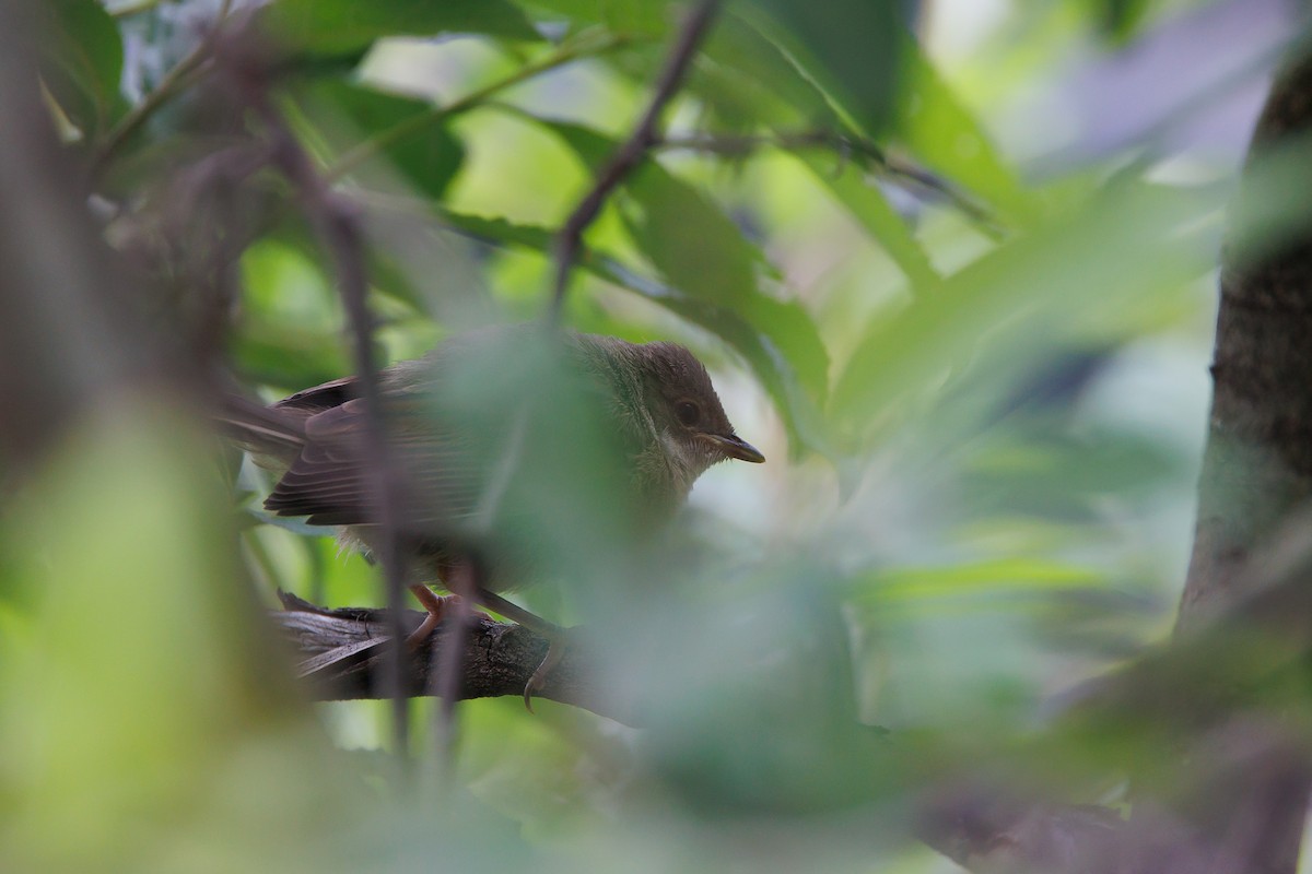 Greater Whitethroat - ML595189351