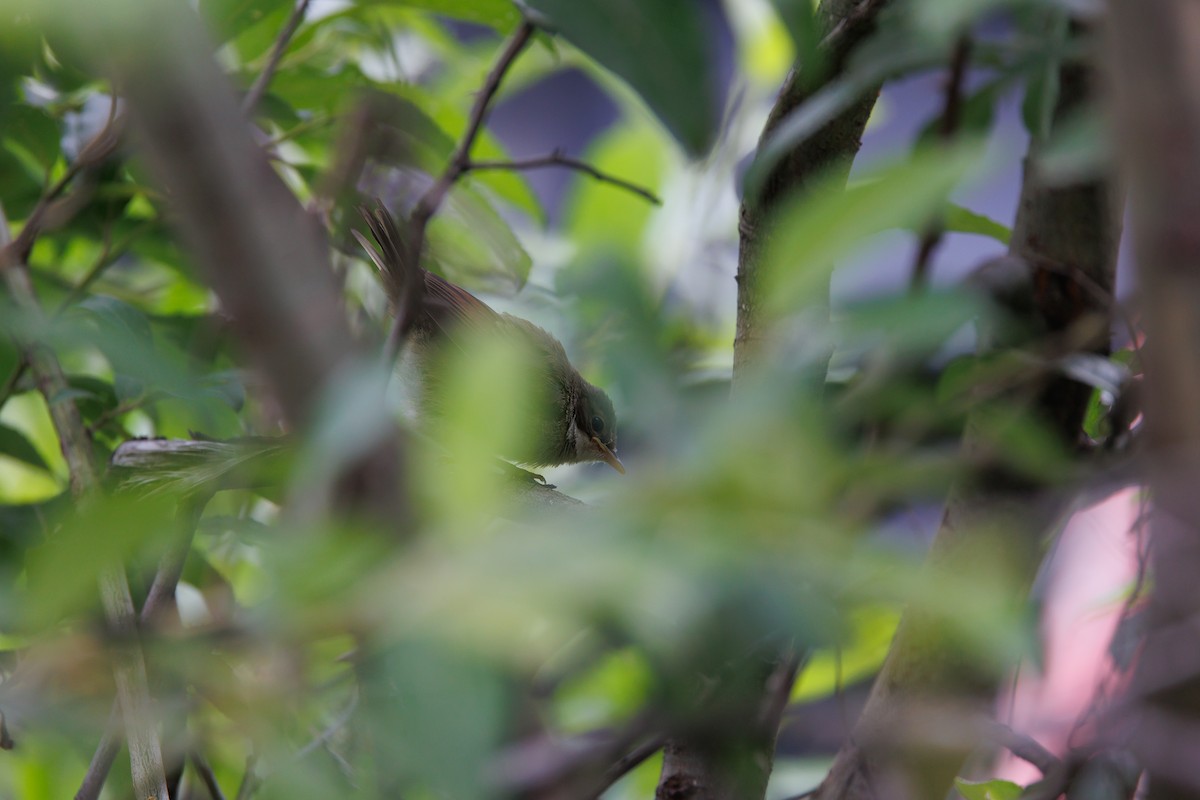 Greater Whitethroat - ML595189361