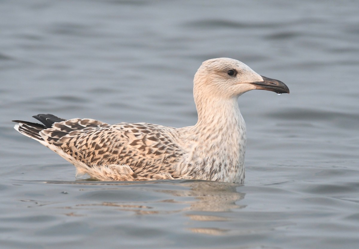 Great Black-backed Gull - ML595190481