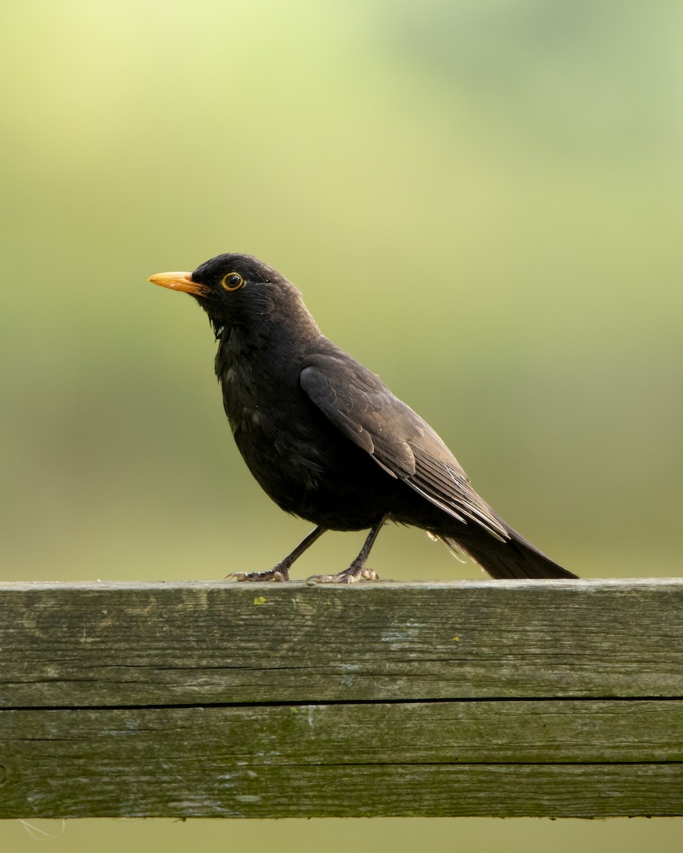 Eurasian Blackbird - ML595191381