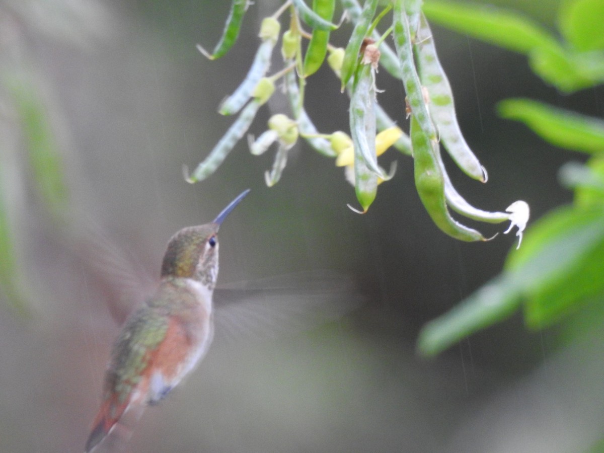 Rufous Hummingbird - Mike Meyer