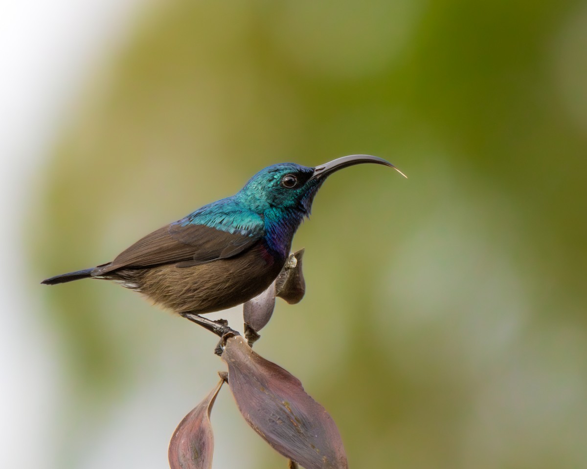 Loten's Sunbird - Vikram S