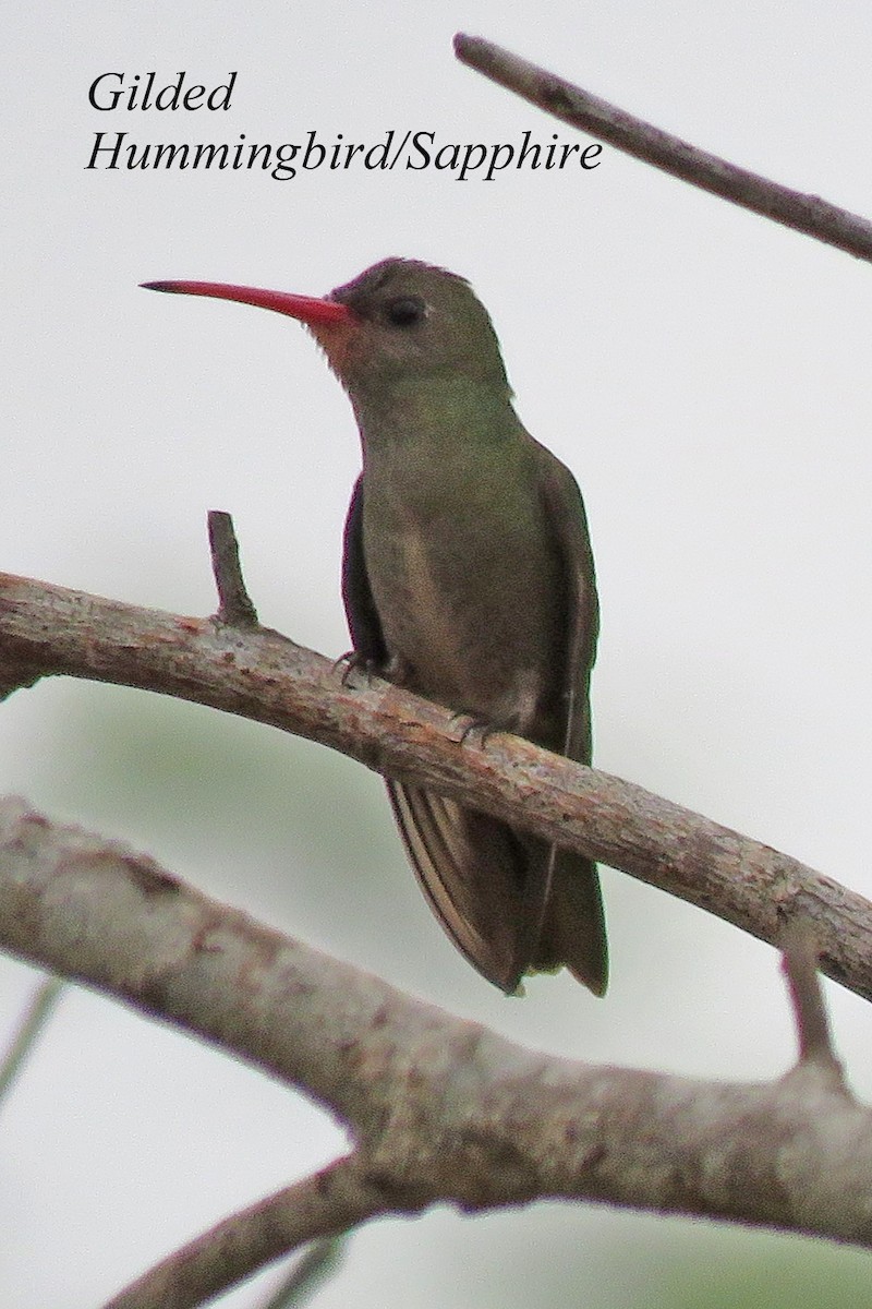 Gilded Hummingbird - ML595194421