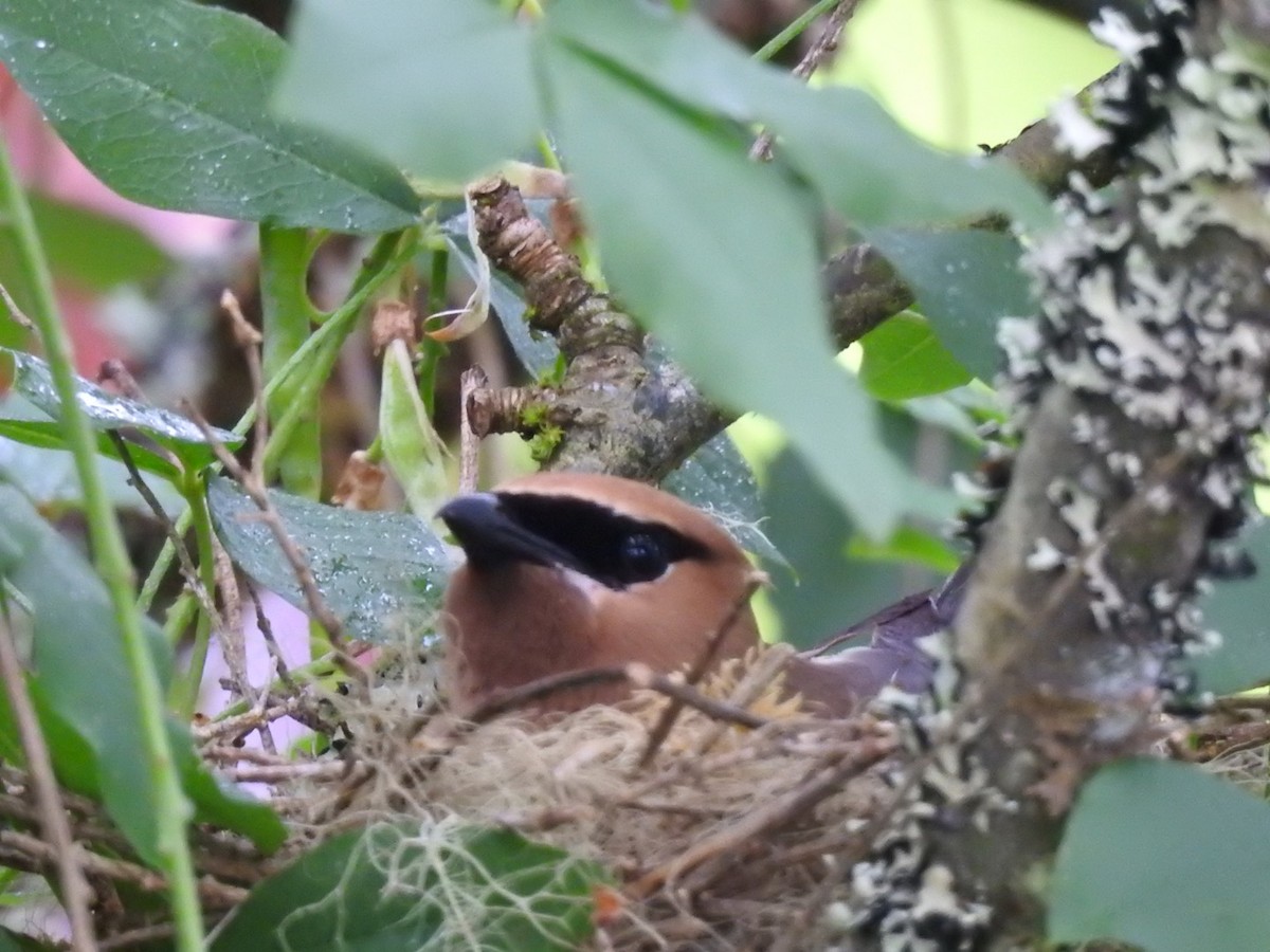 Cedar Waxwing - ML595195161