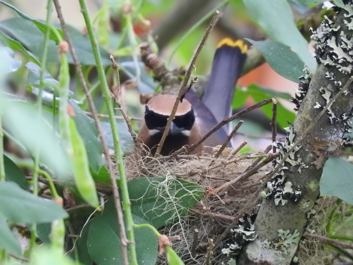 Cedar Waxwing - ML595195171