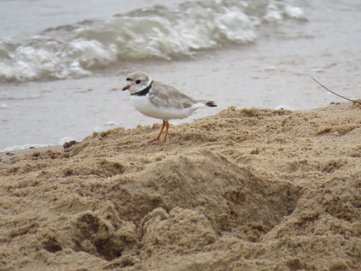 Piping Plover - ML595195841