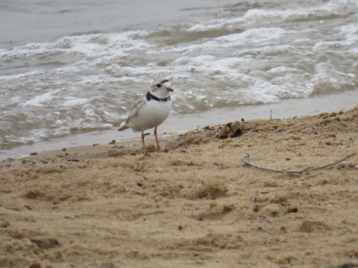 Piping Plover - ML595195851