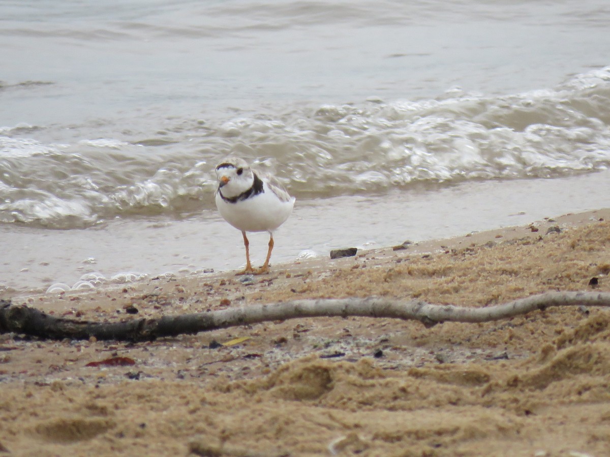 Piping Plover - ML595195861