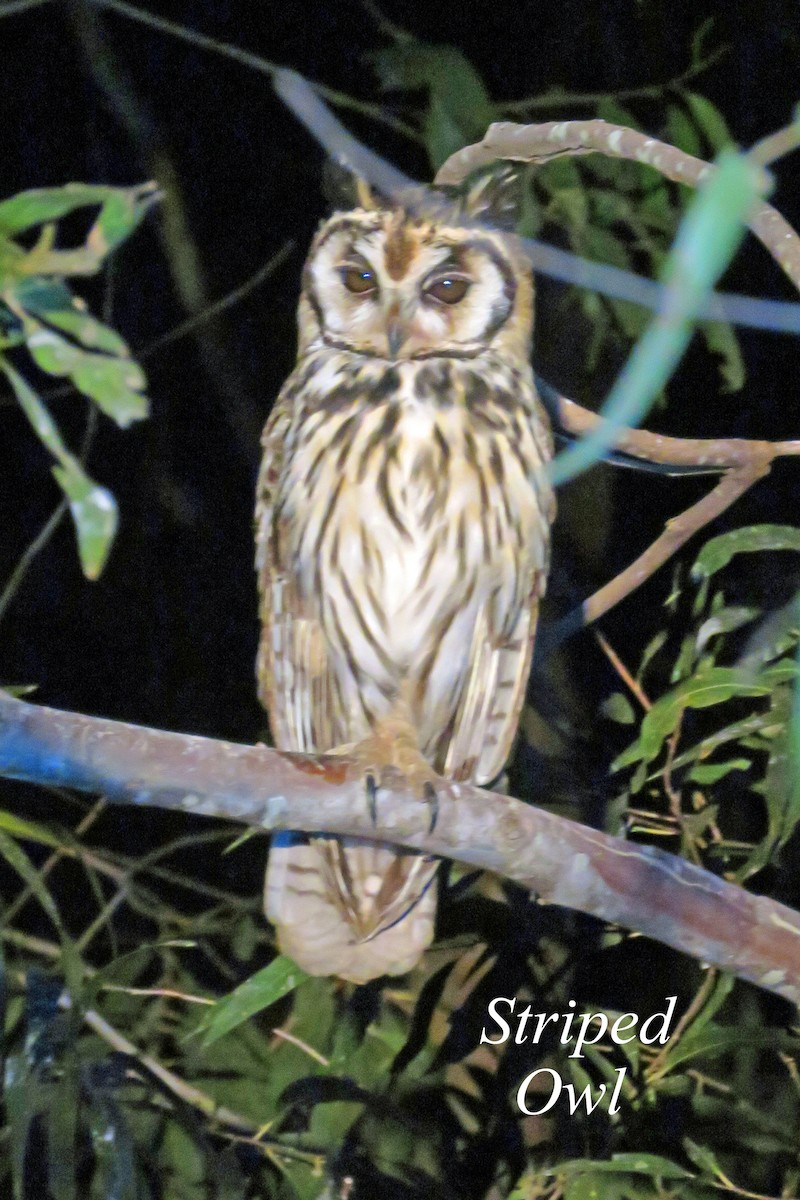 Striped Owl - ML595196381