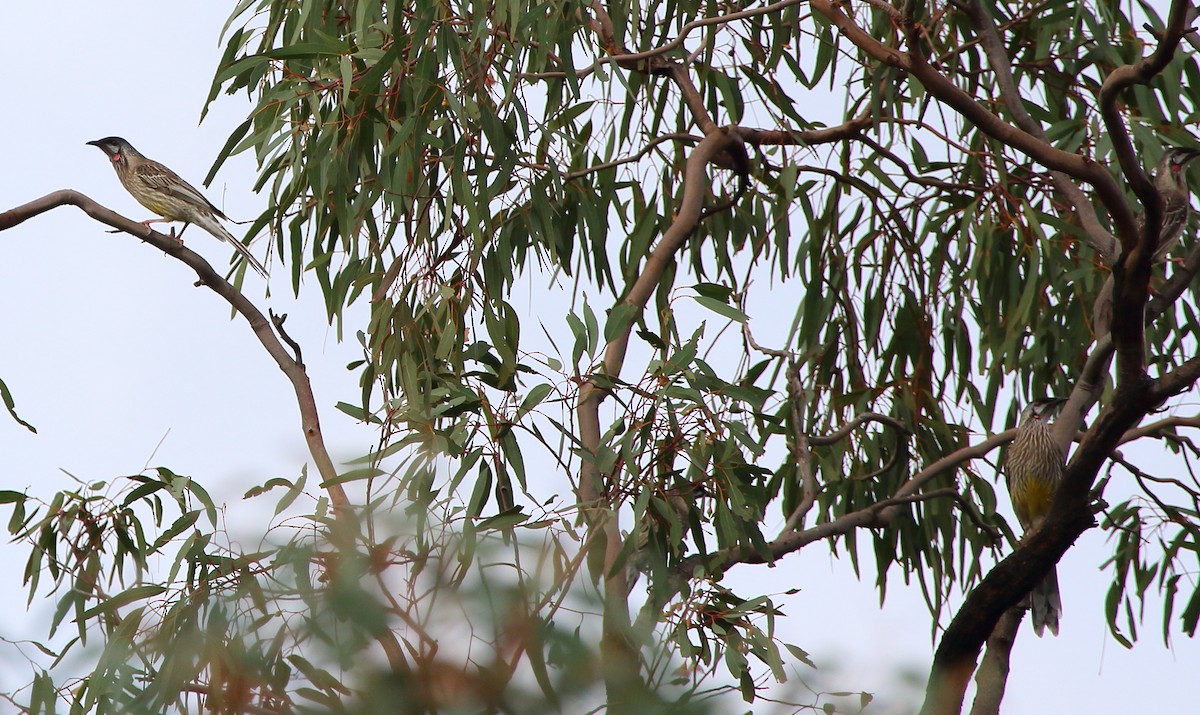 Red Wattlebird - ML59519651