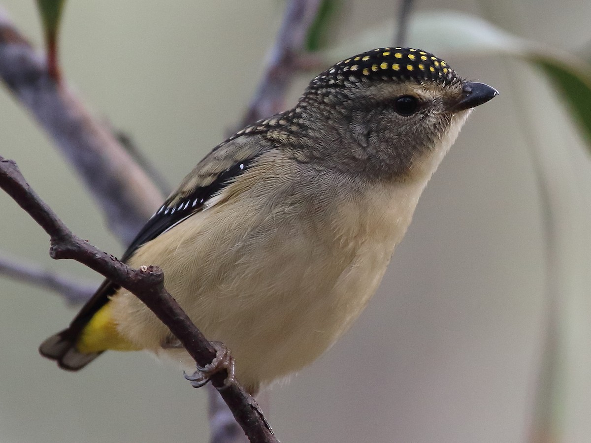 Spotted Pardalote - ML59519661