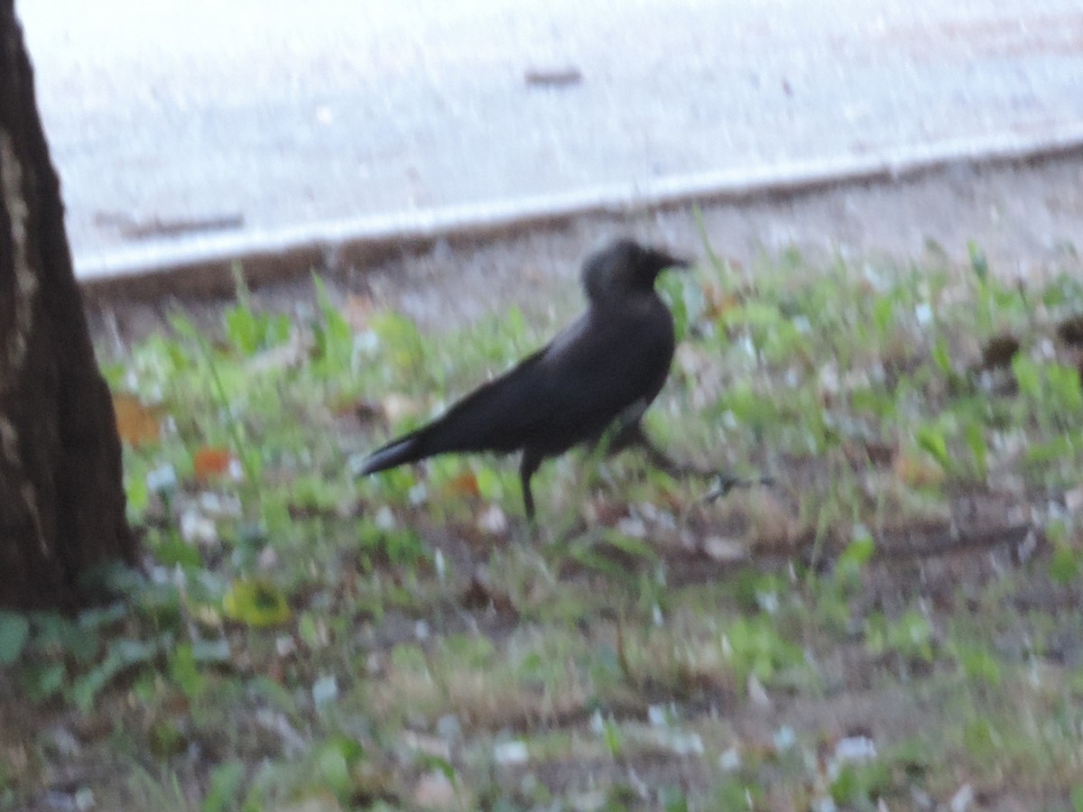 Eurasian Jackdaw - ML595196751