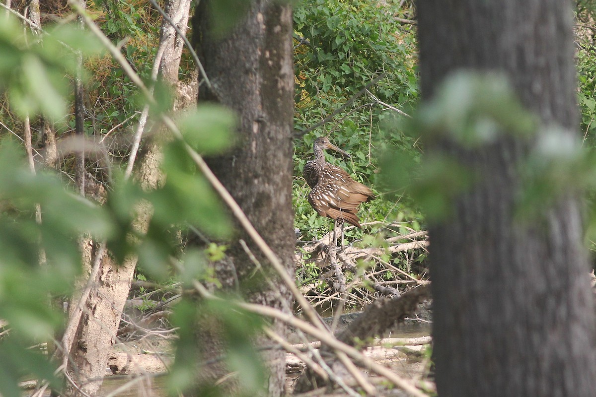 Limpkin - ML595197421