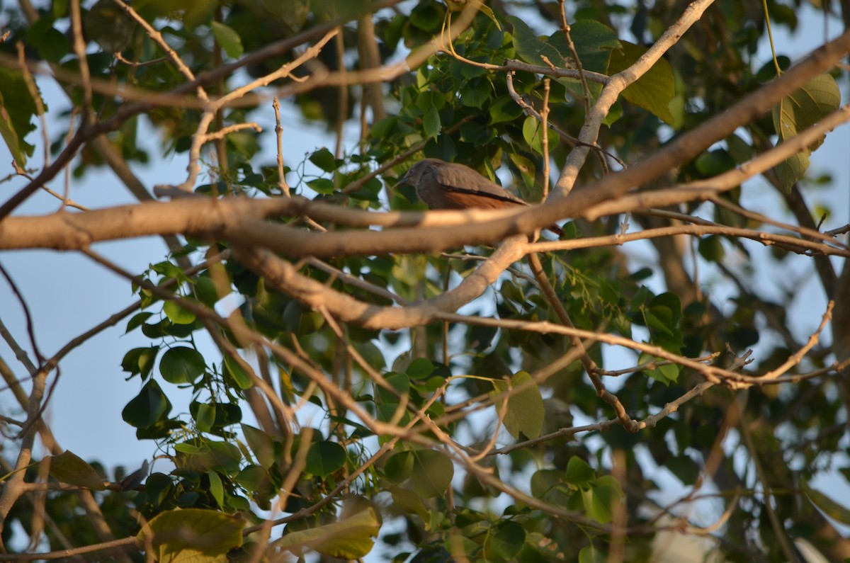 Chestnut-tailed Starling - ML59519891