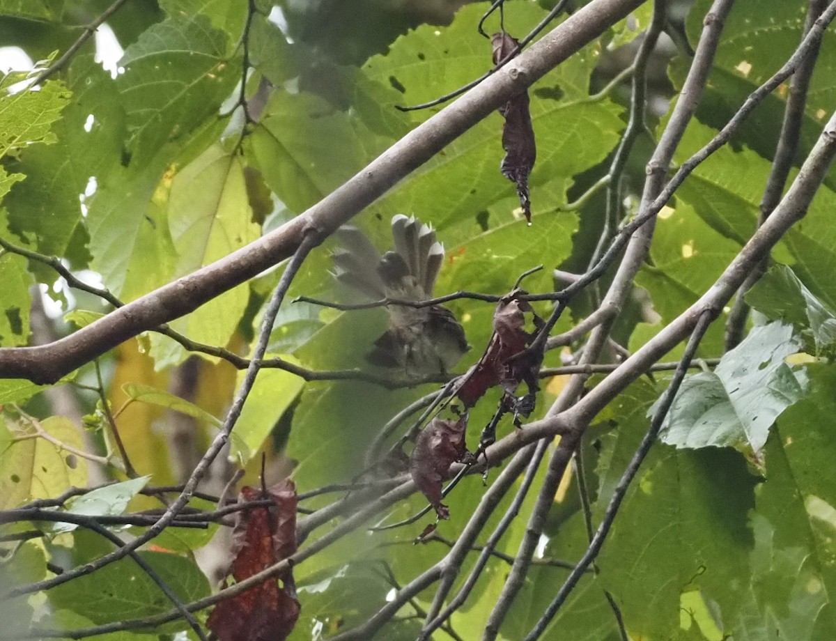 Rufous-backed Fantail - ML595199421