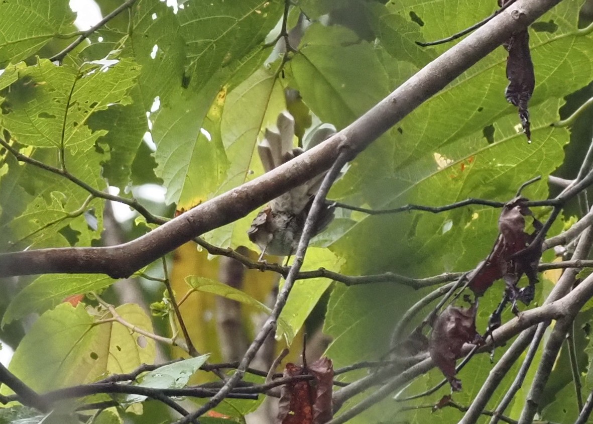 Rufous-backed Fantail - ML595199451