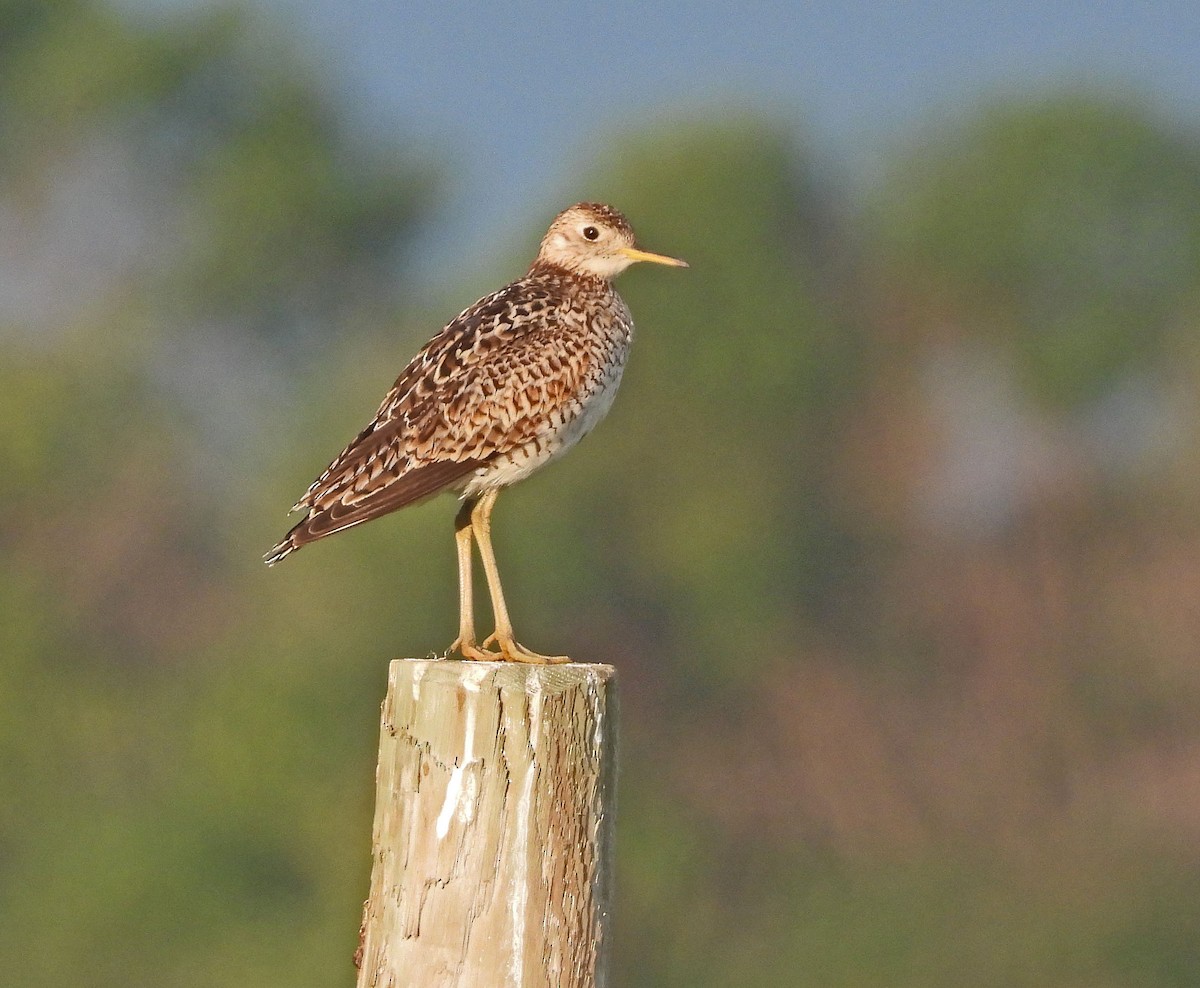 Upland Sandpiper - Jock McCracken