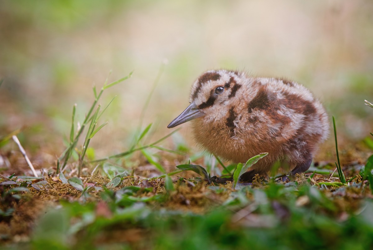 American Woodcock - Zane Shantz