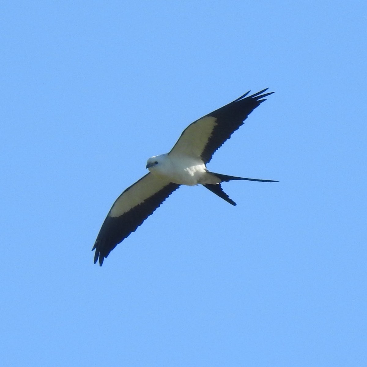 Swallow-tailed Kite - ML595201961