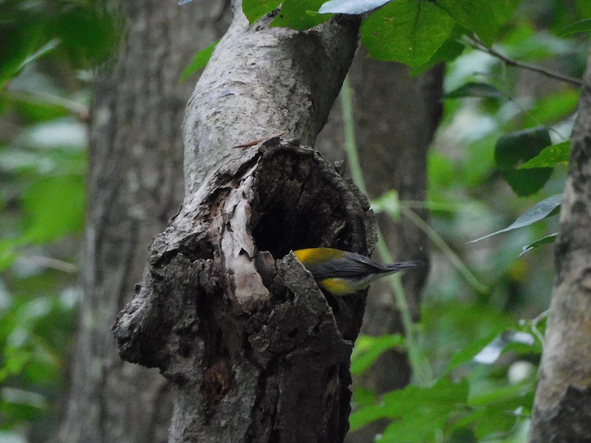 Prothonotary Warbler - ML595202151