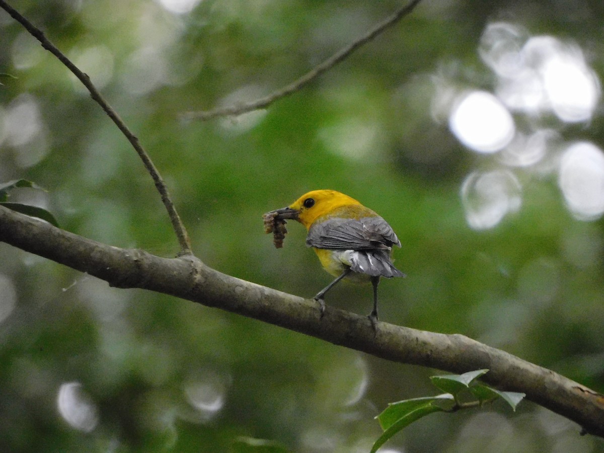 Prothonotary Warbler - ML595202161