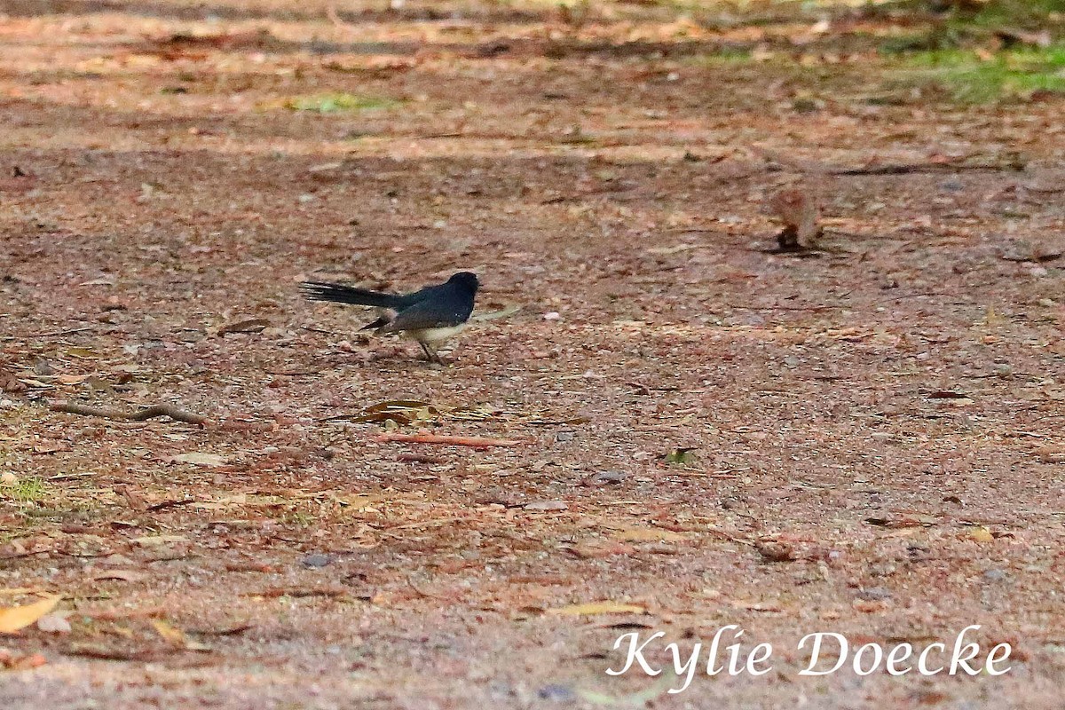 Willie-wagtail - ML59520391