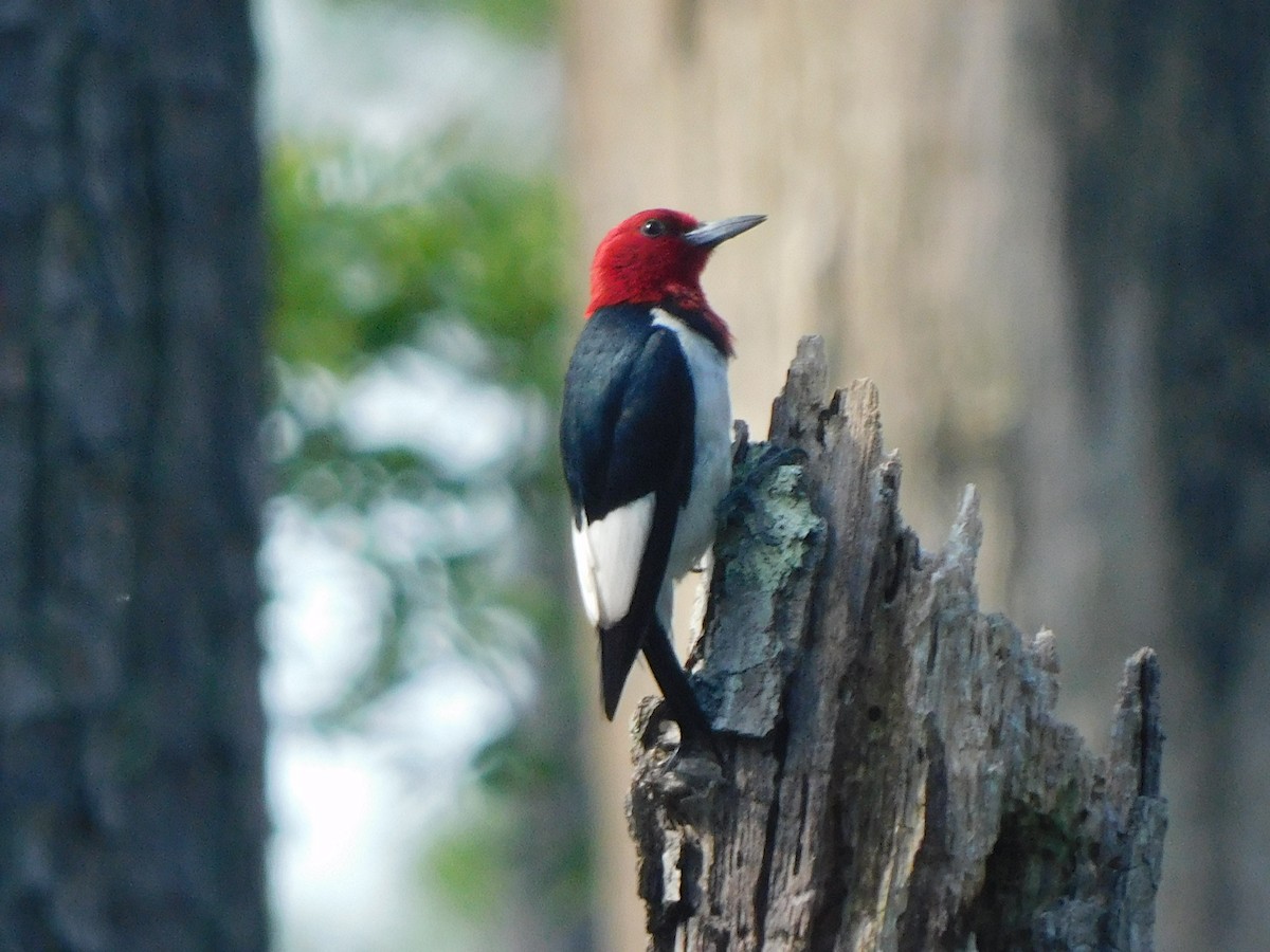 Red-headed Woodpecker - Michael Doros