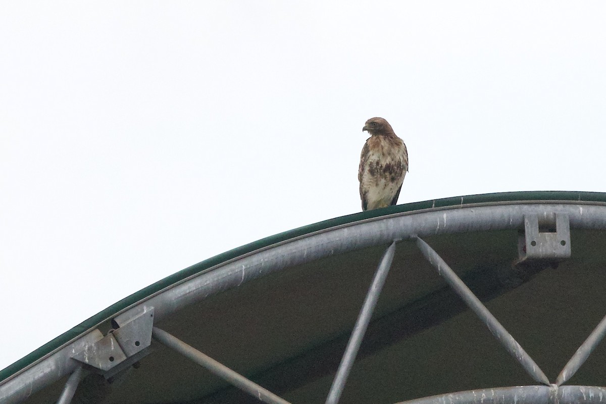 Red-tailed Hawk - George Forsyth