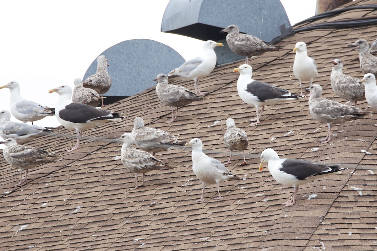 Great Black-backed Gull - George Forsyth