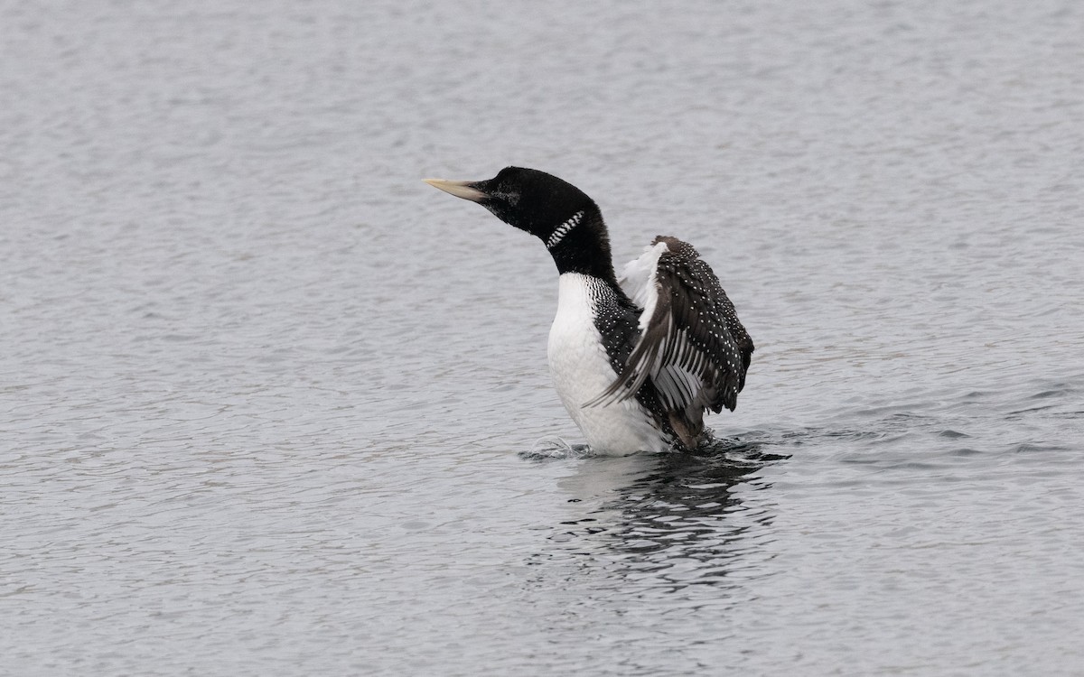 Yellow-billed Loon - ML595204731