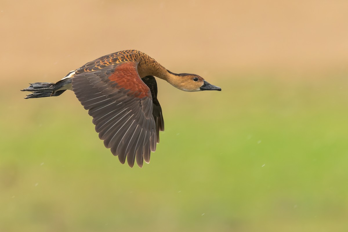 Wandering Whistling-Duck - ML595205161