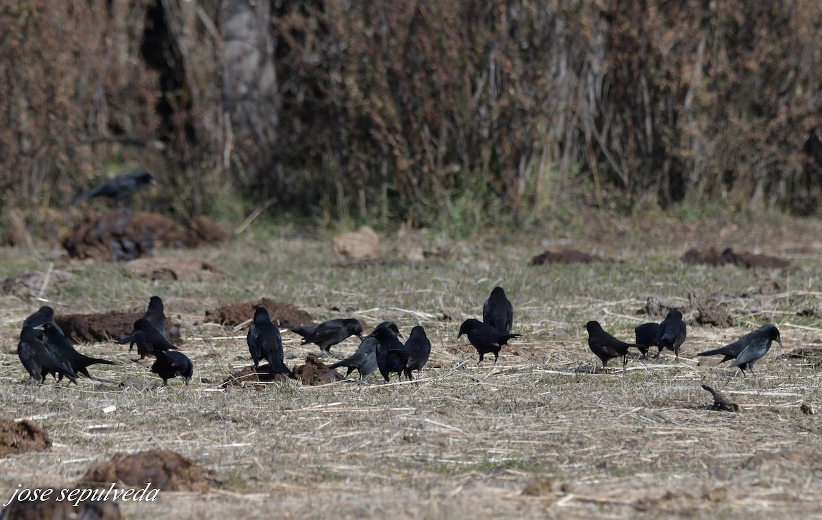 Austral Blackbird - ML595207891