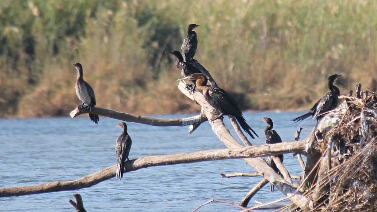 Afrika-Schlangenhalsvogel - ML595208381