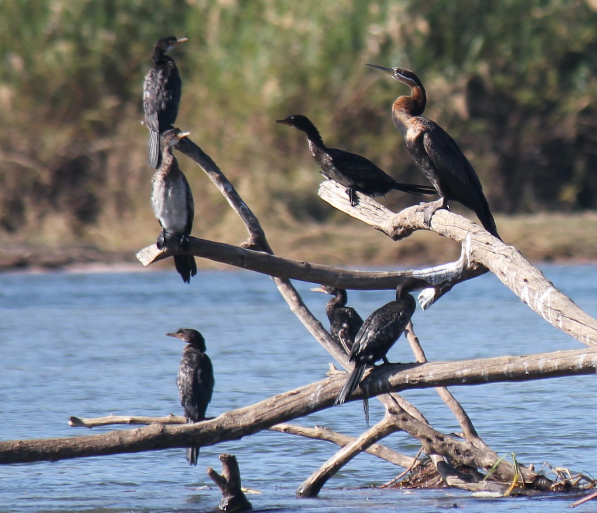 Anhinga d'Afrique - ML595208391