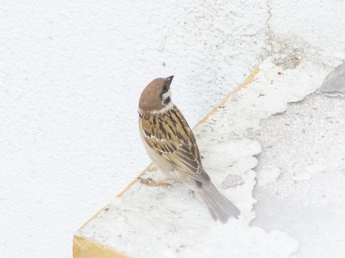 Eurasian Tree Sparrow - ML595208481