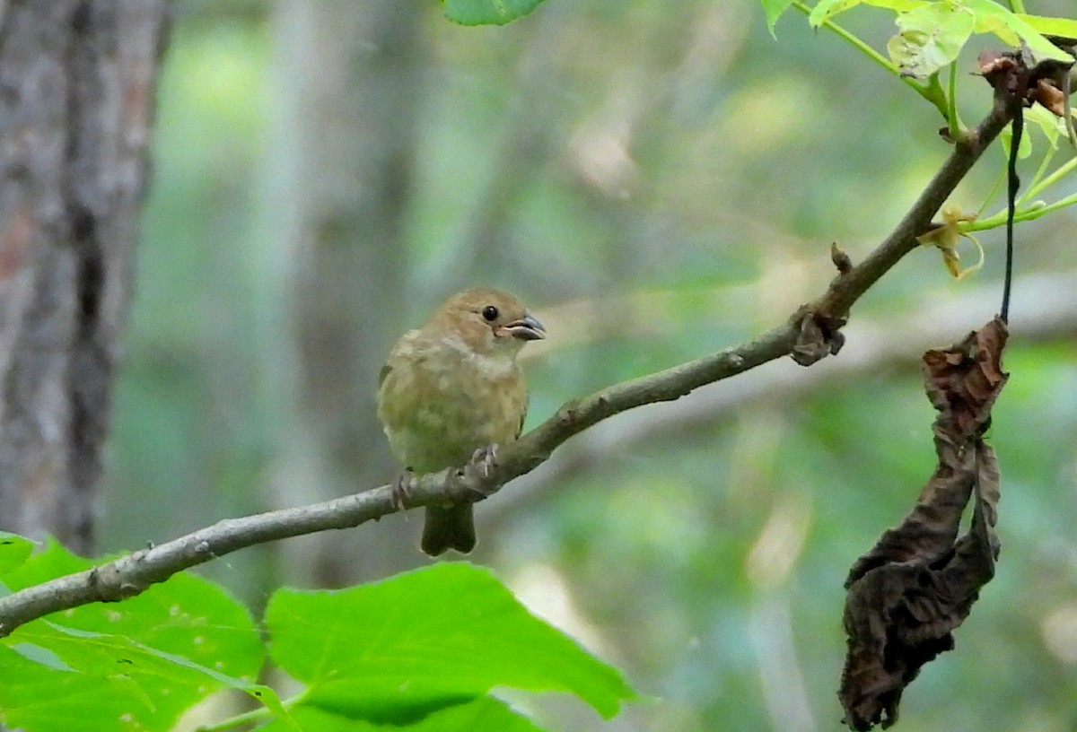 Indigo Bunting - ML595208601