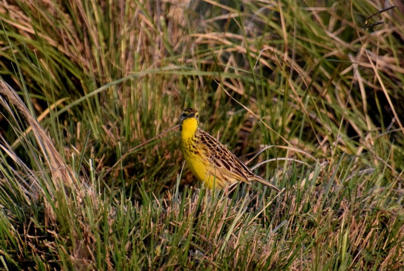 Sharpe's Longclaw - ML595209571