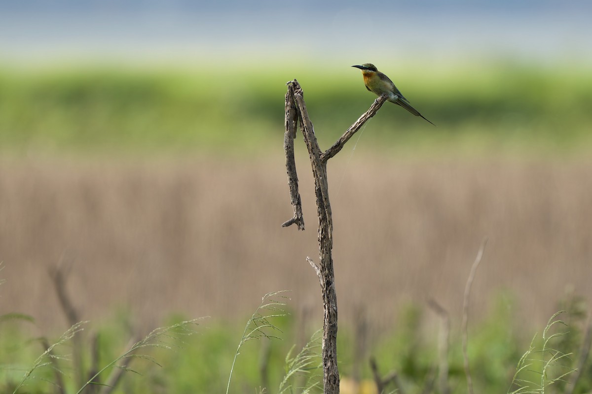 Blue-tailed Bee-eater - ML595209971