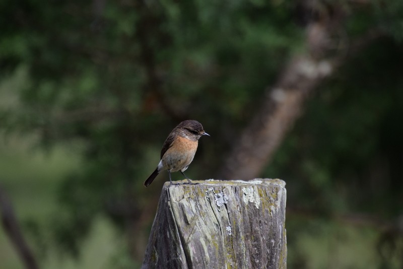 African Stonechat - Caroline Kinyali