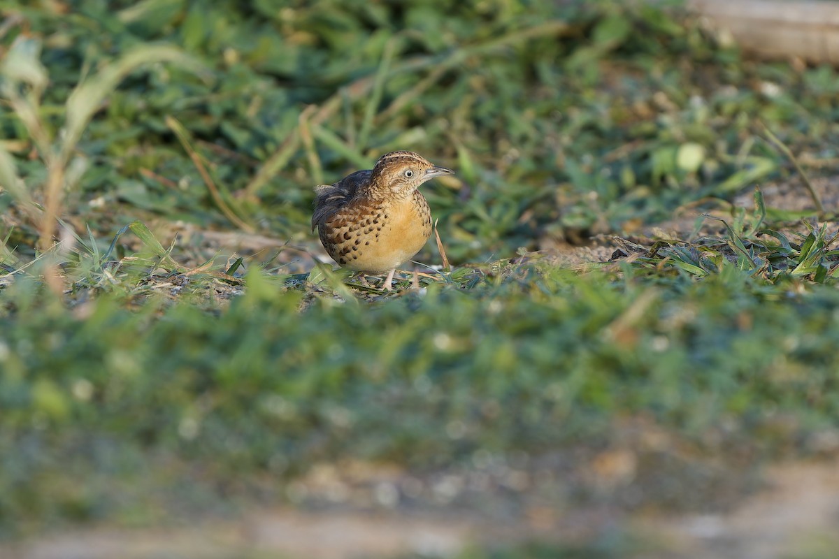 Small Buttonquail - ML595210751