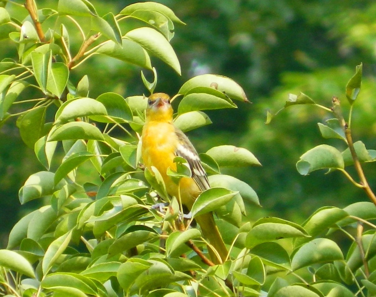 Baltimore Oriole - ML595211731