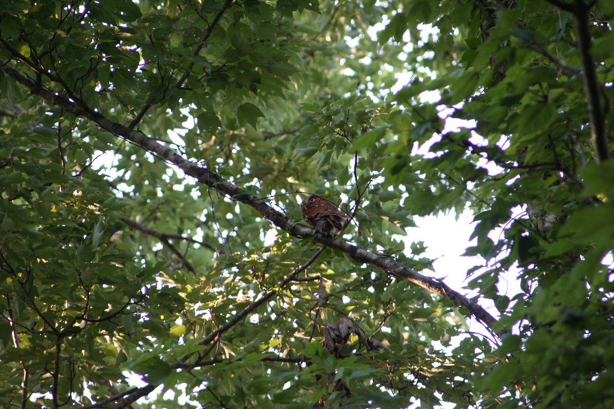 Eastern Screech-Owl - ML595211771